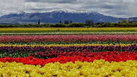 Na primavera, milhões de tulipas transformam uma paisagem da Patagônia argentina em um dos cenários mais coloridos da região.