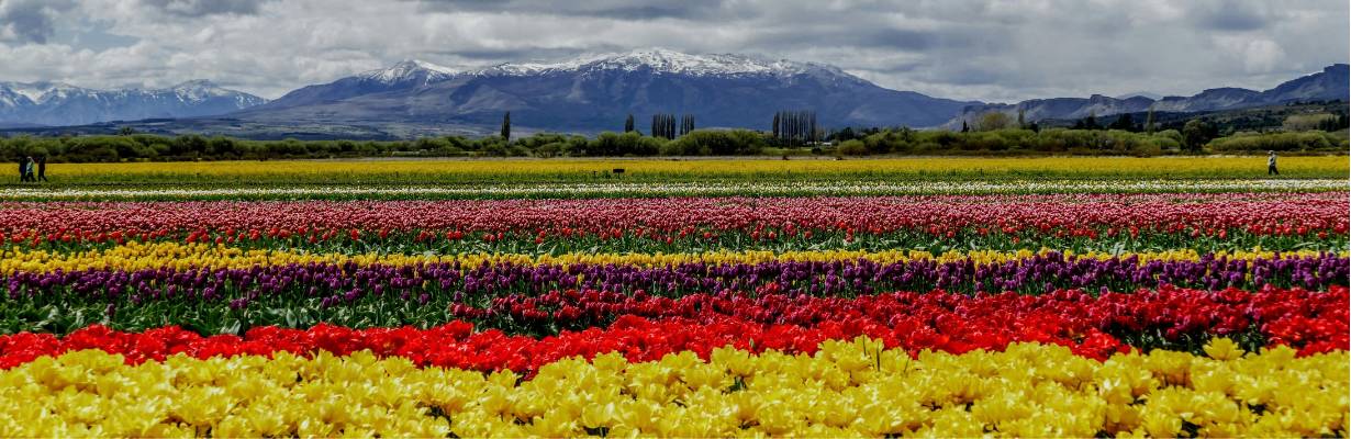 Trevelin: Cidade na Patagônia abriga o maior campo de tulipas da América Latina