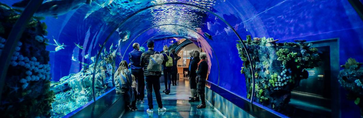 Oceanic Park: novo parque de Balneário Camboriú terá montanha-russa giratória