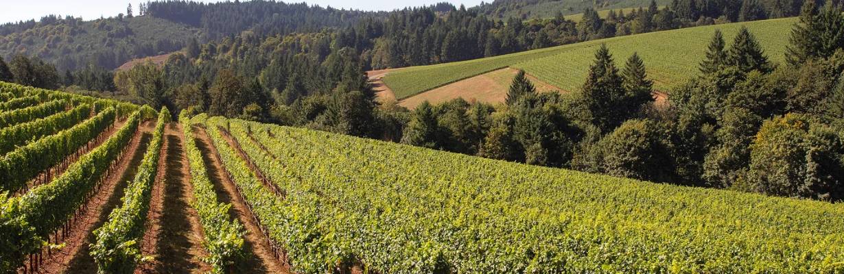 Eslovênia conquista o primeiro lugar entre as melhores regiões vinícolas da Europa